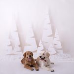 zwei Hunde im Fotoshooting bei den Weihnachtsminisessions 2019 in Wien